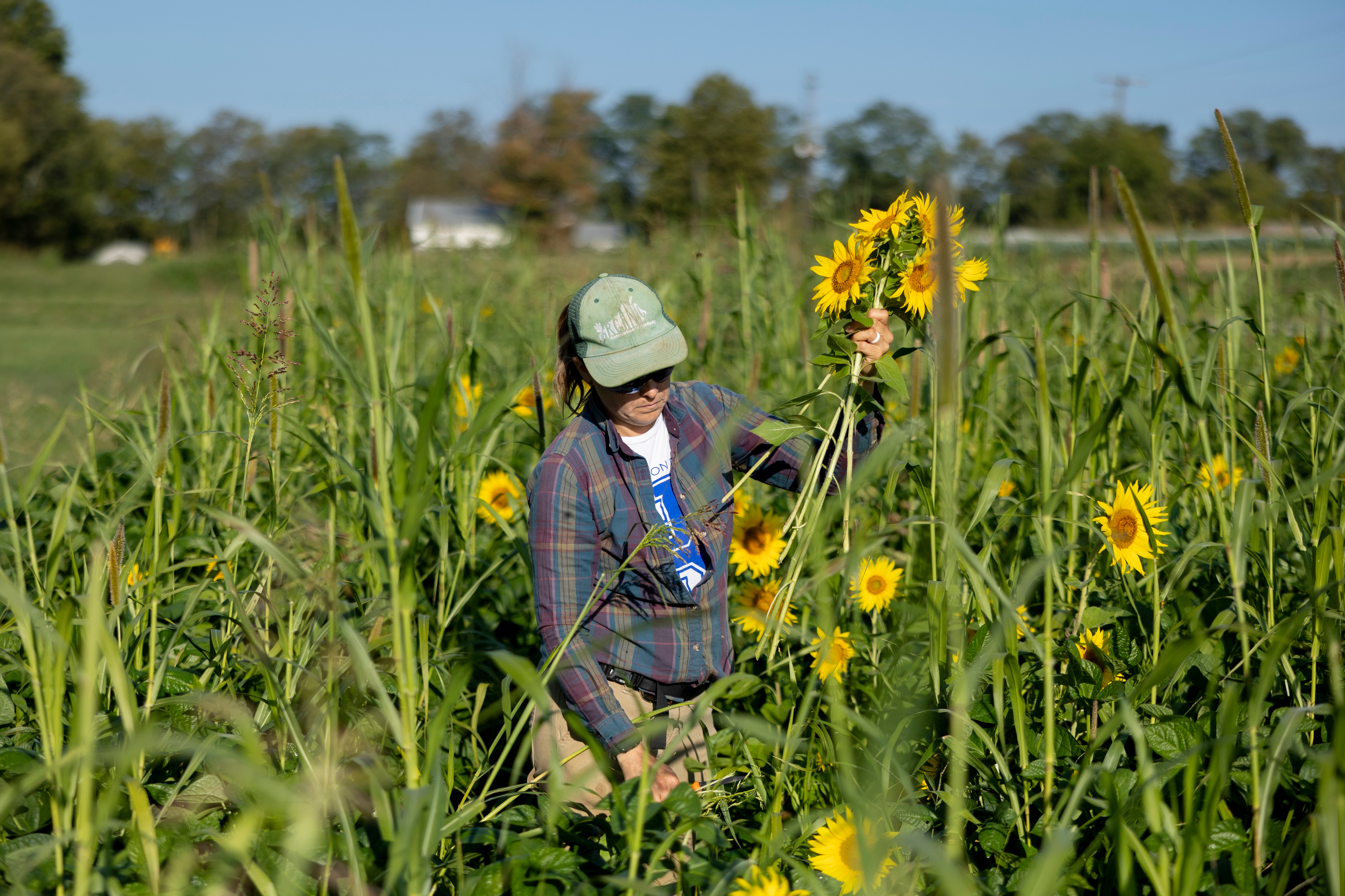 A woman wearing a baseball hat harvests sunflowers in a field.