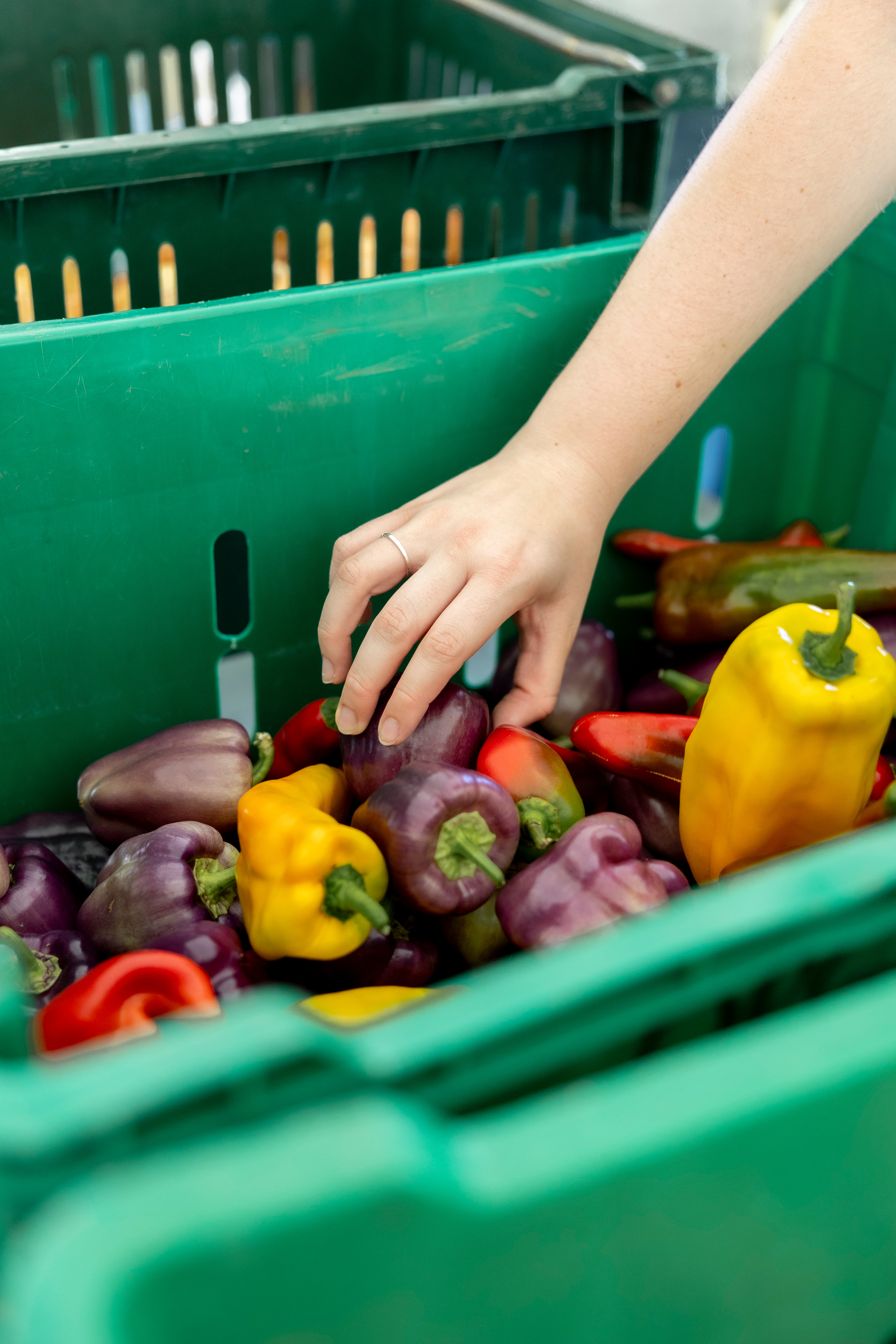 A hand reaches into a green bin to choose one of many yellow, purple and red peppers.