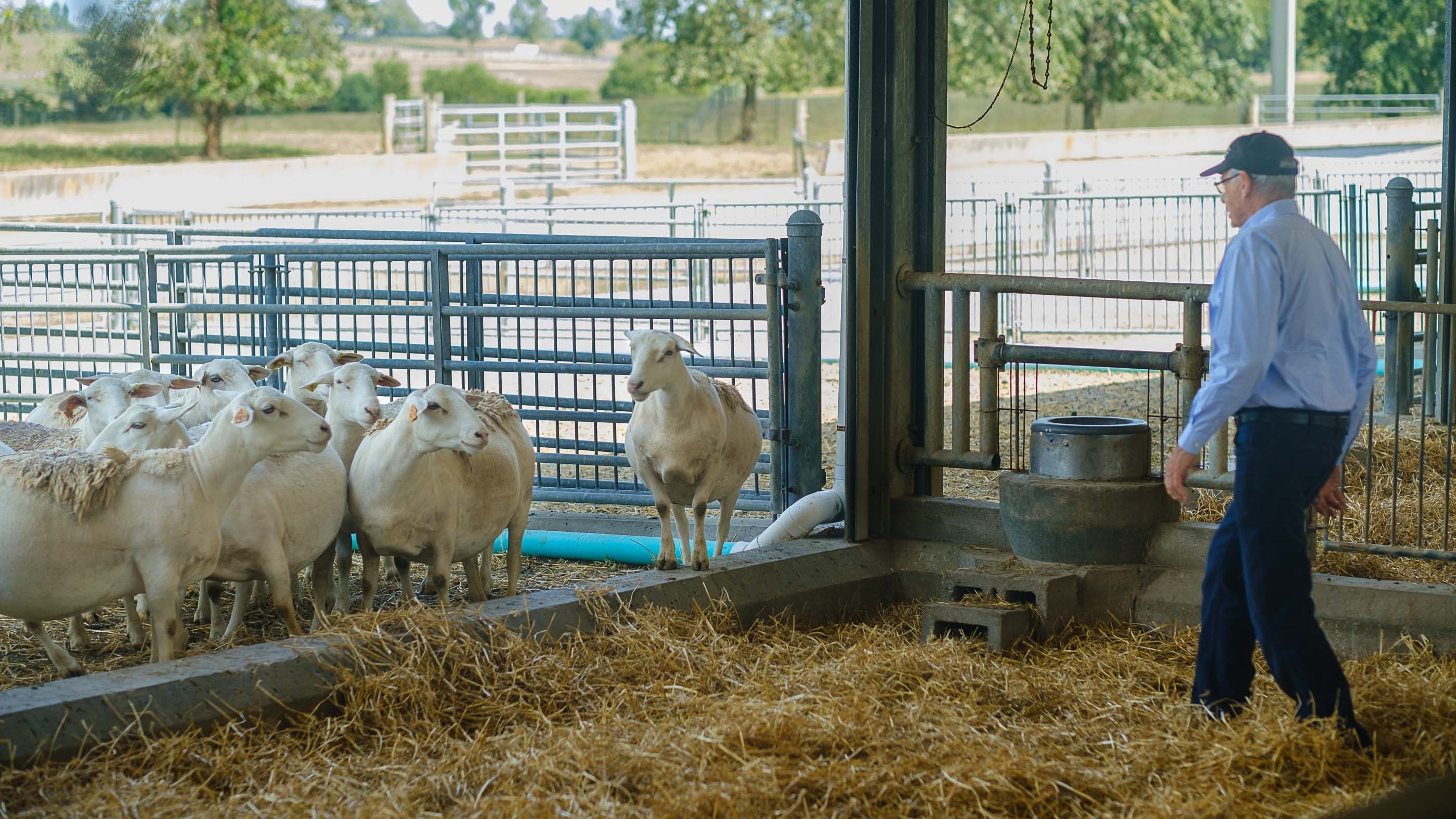 Don Ely tending to the sheep.