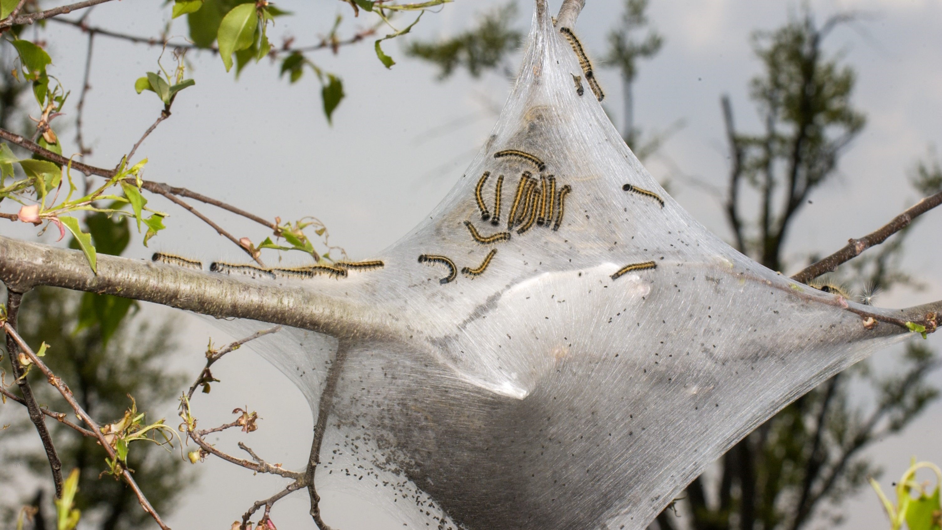 eastern tent caterpillars