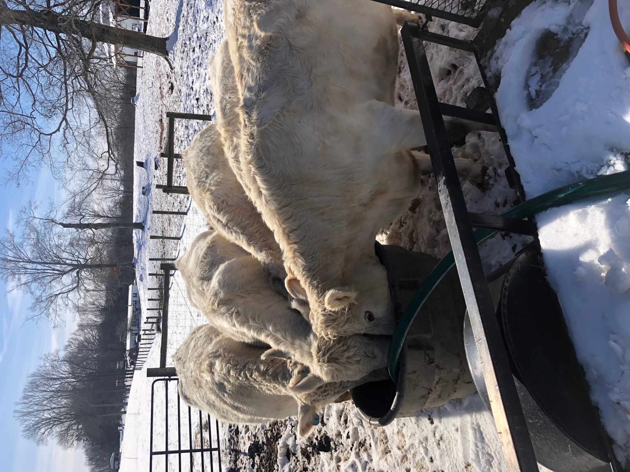 Livestock drinking, transported from the water tanks made available at the Clinton County Extension Office.