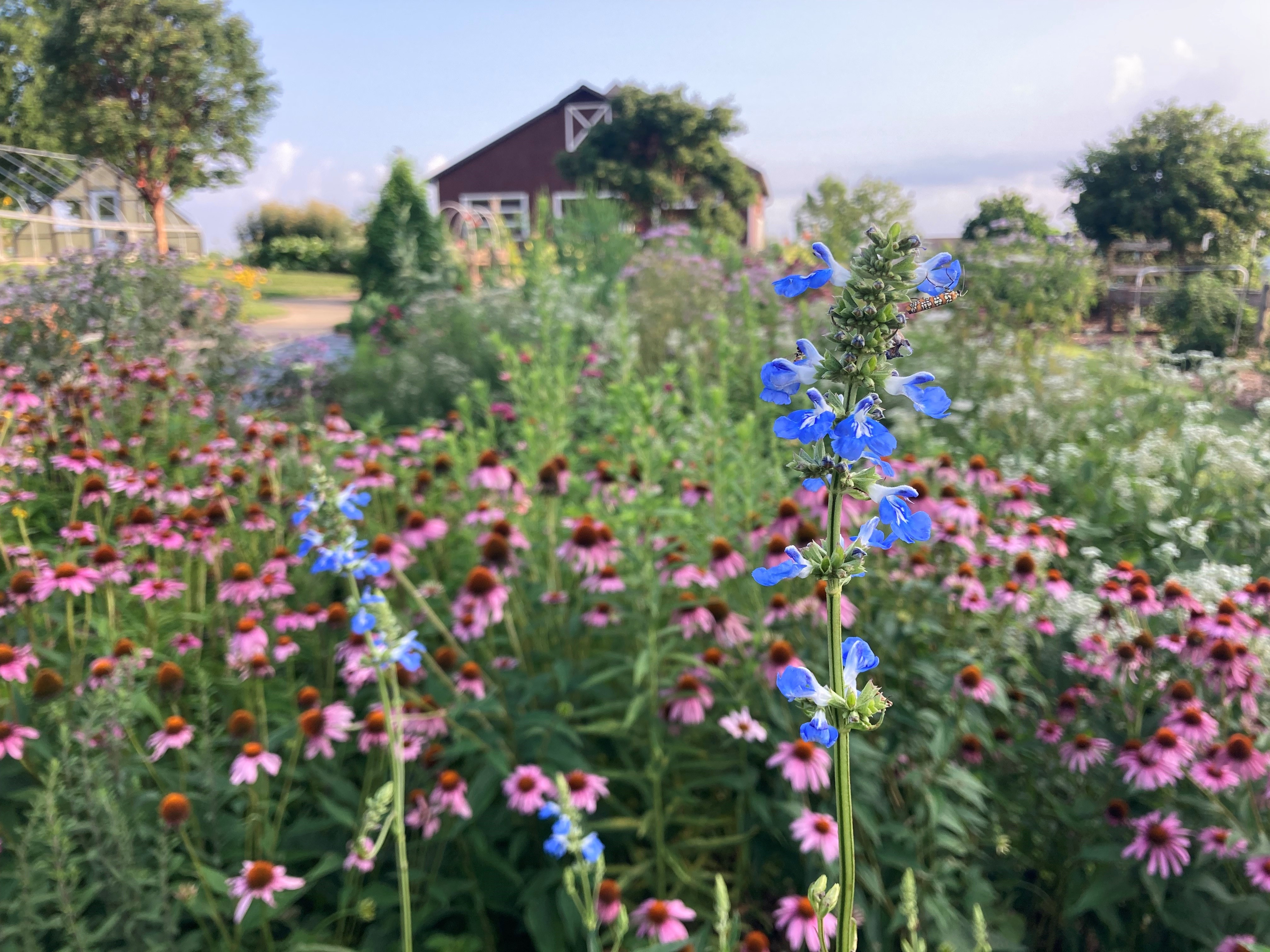 flowers, barn, field