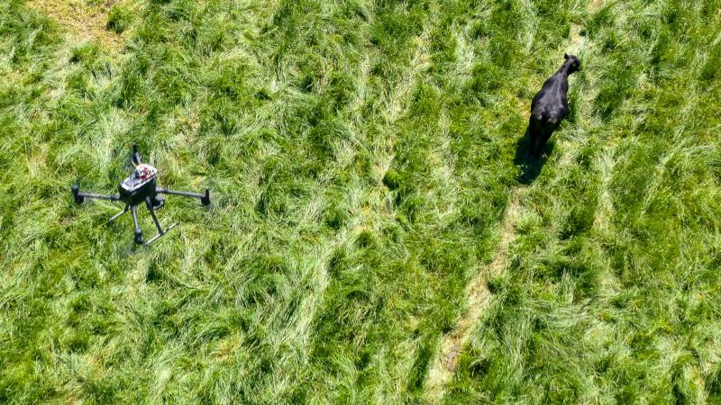 Drone monitoring cattle.