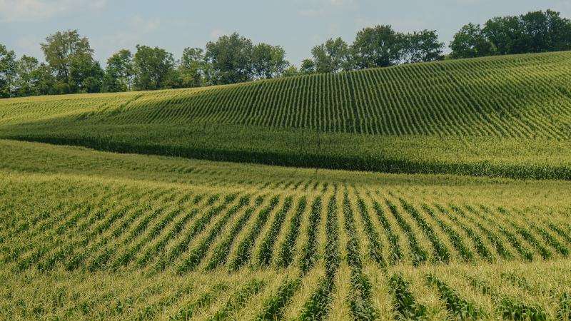 Corn Field.