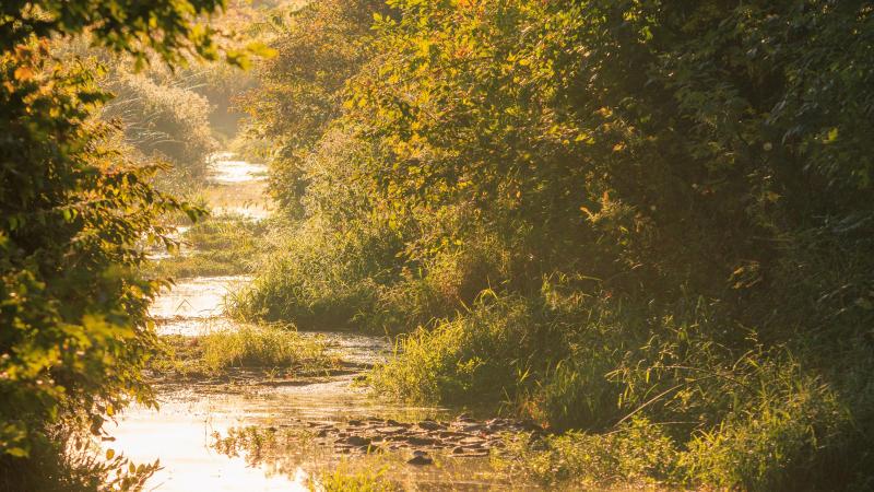 Woodlands with a creek.