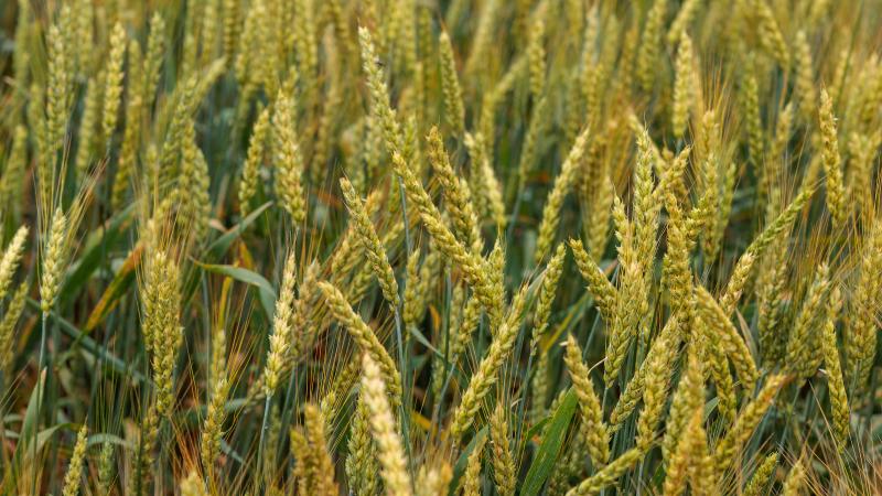 wheat field